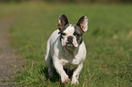 Franzsische Bulldogge