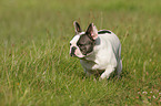 Franzsische Bulldogge