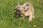 Franzsische Bulldogge Welpe