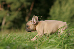 Franzsische Bulldogge Welpe