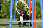 Franzsische Bulldogge beim Agility