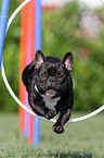 Franzsische Bulldogge beim Agility