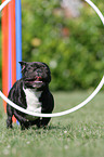 Franzsische Bulldogge beim Agility