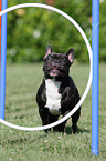 Franzsische Bulldogge beim Agility