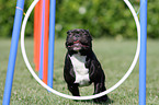 Franzsische Bulldogge beim Agility