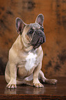 Franzsische Bulldogge