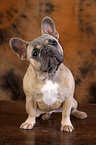 Franzsische Bulldogge