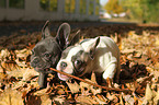 Franzsische Bulldogge Welpen