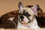 Franzsische Bulldogge Welpe