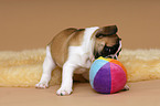 Franzsische Bulldogge Welpe