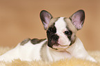 Franzsische Bulldogge Welpe