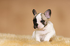 Franzsische Bulldogge Welpe