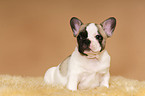 Franzsische Bulldogge Welpe