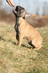 Franzsische Bulldogge