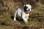 Franzsische Bulldogge Welpe