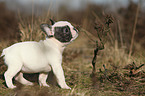 Franzsische Bulldogge Welpe