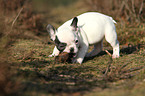 Franzsische Bulldogge Welpe