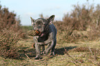 spielende Franzsische Bulldogge