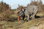 stehende Franzsische Bulldogge