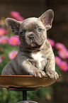 Franzsische Bulldogge Welpe