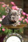 Franzsische Bulldogge Welpe