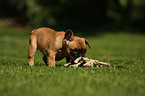 Franzsische Bulldogge Welpe