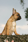 Franzsische Bulldogge