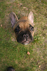 Franzsische Bulldogge Portrait