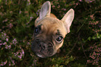 Franzsische Bulldogge Portrait