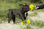 Franzsische Bulldogge