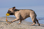 spielende Franzsische Bulldogge