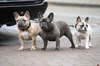 Franzsische Bulldoggen