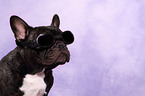 Franzsische Bulldogge Portrait