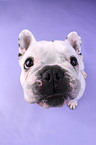 sitzende Franzsische Bulldogge