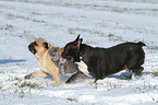 Franzsische Bulldogge und Mops