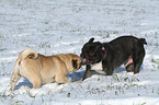 Franzsische Bulldogge und Mops