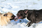 Franzsische Bulldogge und Mops