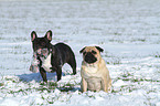 Franzsische Bulldogge und Mops