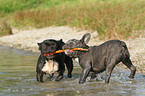 spielende Franzsische Bulldoggen