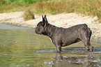 badende Franzsisch Bulldogge