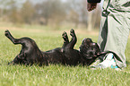 Franzsische Bulldogge wlzt sich