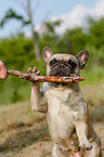 Franzsische Bulldogger zeigt Trick