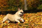 rennende Franzsische Bulldogge