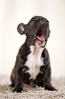 sitzender Franzsische Bulldogge