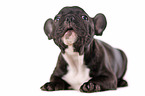 liegende Franzsische Bulldogge