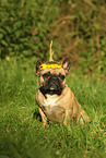 sitzende Franzsische Bulldogge