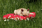 Franzsische Bulldogge Welpe