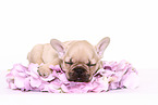 Franzsische Bulldogge Welpe