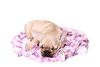 Franzsische Bulldogge Welpe