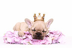 Franzsische Bulldogge Welpe